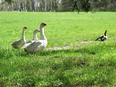 Look, Girls! A goose worth the walk!
