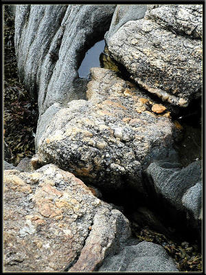 What would the rocky coast be without rocks?