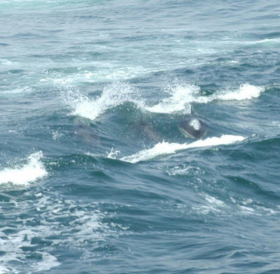 u/cokids/medium/176323.Dolphins.jpg