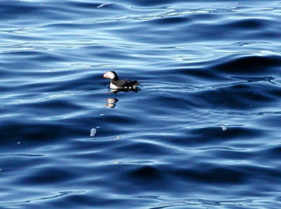 ....shot. Poor puffin isn't done justice...can you see him?