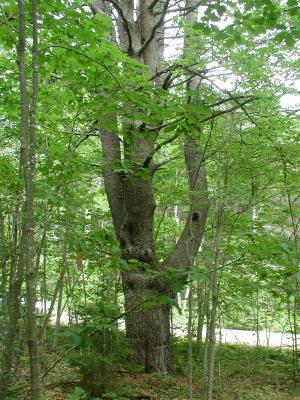 Largest tree on Boothbay land where we'll build.