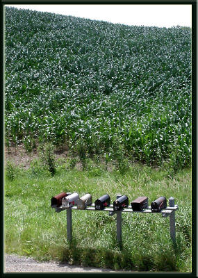 Common Rural Scene (mailbox, corn field, farm)