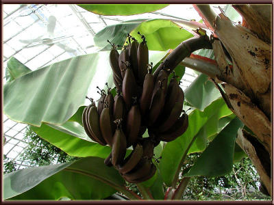 Even bananas grow here!