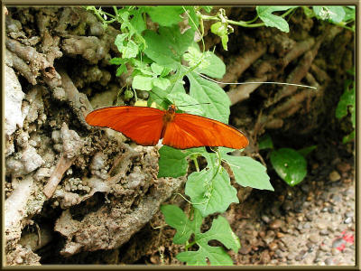 Visit the Butterfly Garden