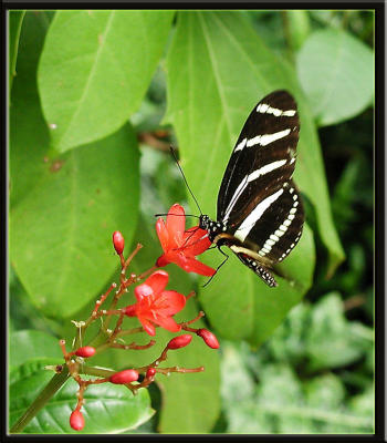 Another species in the butterfly garden