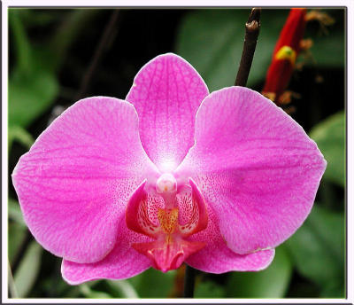 Orchid