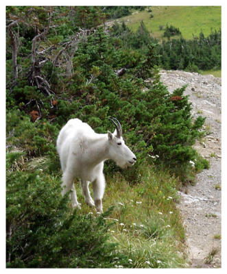 Ron says this goat was on the payroll--tame!