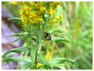 Bee