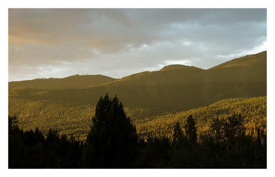 The trees light up from setting sun