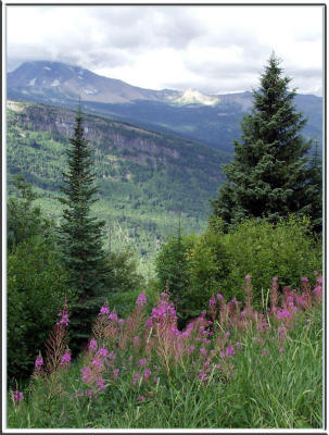 Mountain flowers