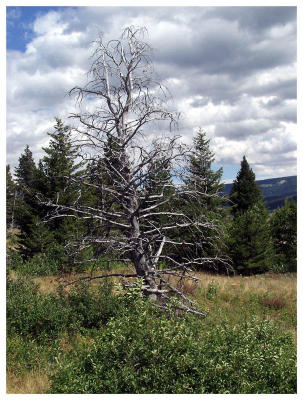 Aren't dead trees interesting?