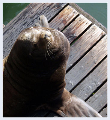 Sea Lions love to sun themselves!