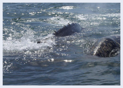 Mother & child gray whales