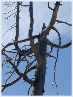 The dryness here keeps dead trees viable for a long time!