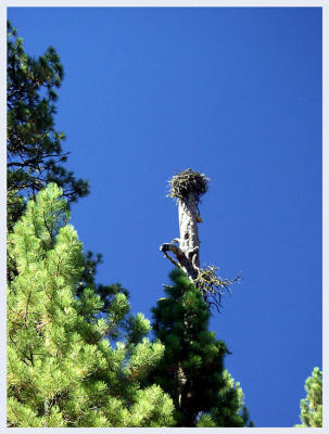 Nest found walking in to Benham Falls