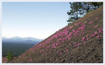 These flowers grow on the lava encrusted hillside