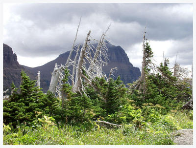View from near Visitor's Center in Logan Pass.
