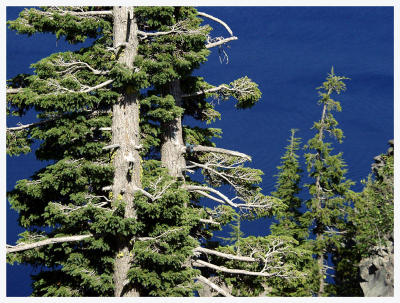 Through the trees the water is SO blue!