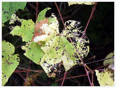 Lace Leaf