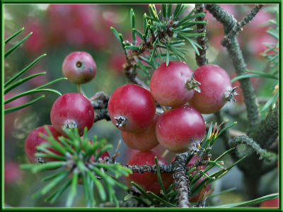 Fall Fruits Oct. 1