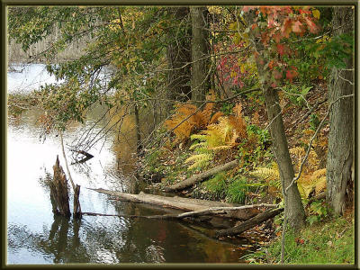 Fall Pond Ferns (foliage)