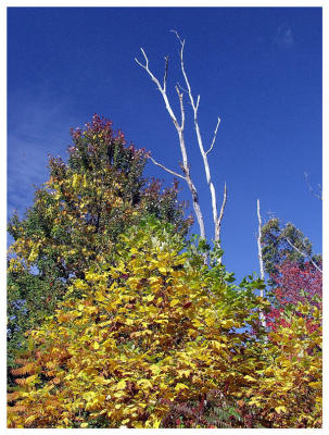 Dead among the living (trees, foliage, fall)