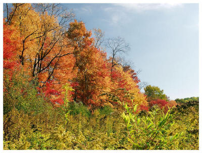 The Fire of Fall (foliage, red, orange)