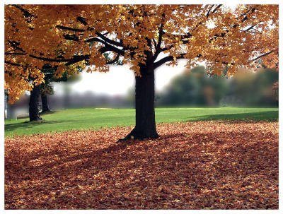 Leaves on ground