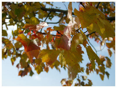 Leaves on tree