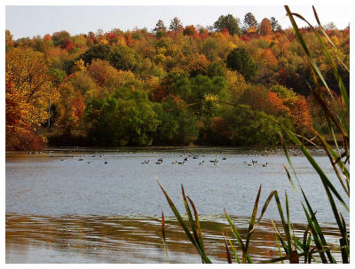 Geese from nature's blind