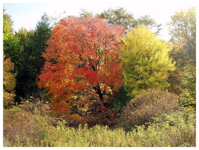 Little Tree (fall foliage)
