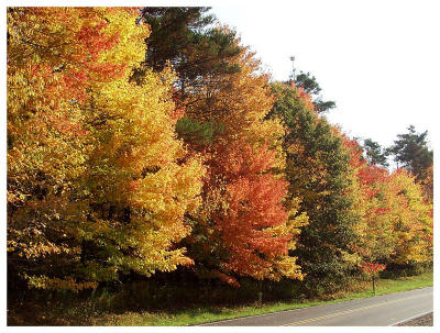 Red, Yellow, Green, Red, Yellow, Green... (fall foliage)