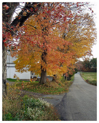 Country Fall Road (foliage, farm, road)