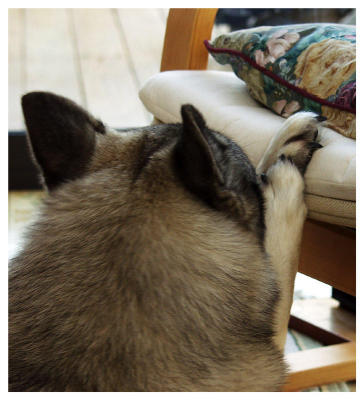Scout uses the chair & paws to steady his chew.