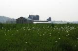 This former site of the Duquesne Works now growing up to weeds