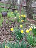 Daffodils arrive early under the apple tree among the new tiger lilies.