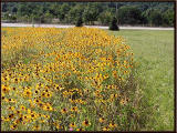 Black-Eyed Susans (flowers)