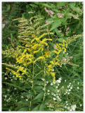 Goldenrod Garden (weed, flower, yellow)
