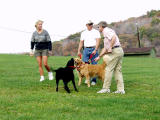 More dogs arrive and Ajax gets excited.