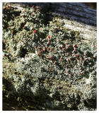 Farm Lichen