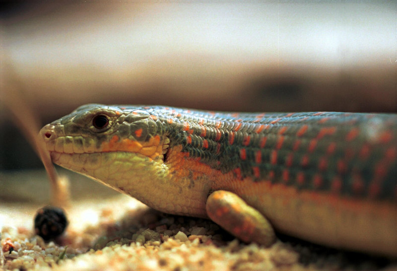 lizard