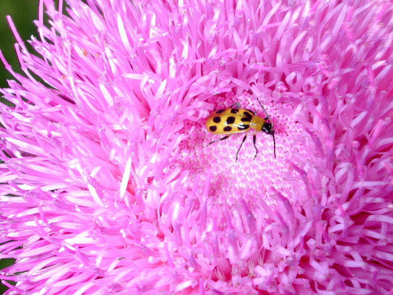 bug in flower