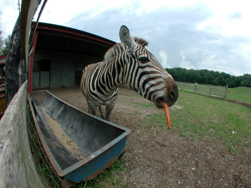 eating carrot