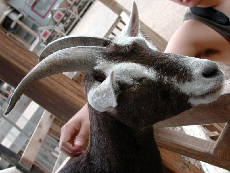 goat head