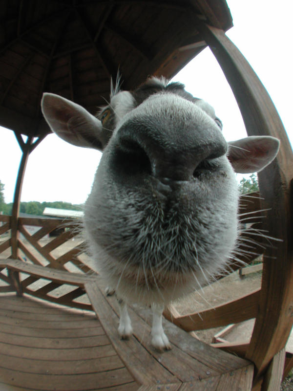 sniffing the lens
