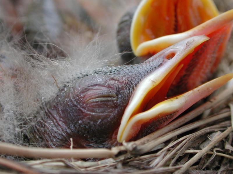 close up