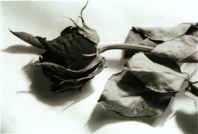 dry black rose