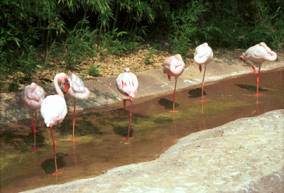 7 flamingos..