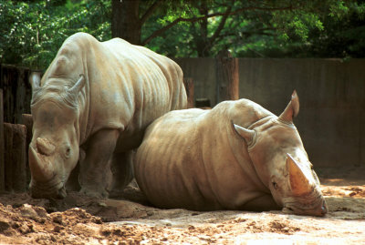 Mr. Rhino and his companion.