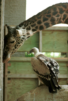 giraffe and friend...